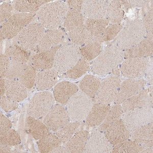 Anti-ISLR antibody produced in rabbit 