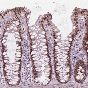 Anti-ISLR2 antibody produced in rabbit 