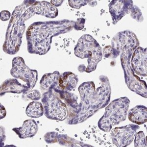 Anti-ISM2 antibody produced in rabbit 