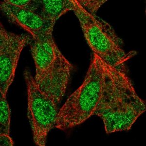Anti-ISM2 antibody produced in rabbit 