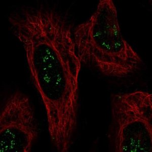 Anti-ISPD antibody produced in rabbit 