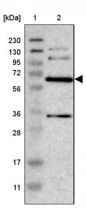 Anti-ITFG1 antibody produced in rabbit 