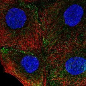 Anti-ITGA4 antibody produced in rabbit 