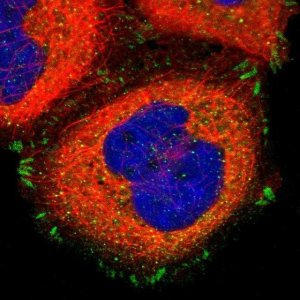 Anti-ITGAV antibody produced in rabbit 