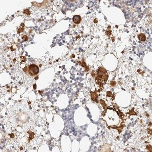 Anti-ITGB3 antibody produced in rabbit 
