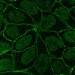 Anti-ITGB6 antibody produced in rabbit 