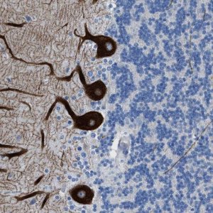 Anti-ITPR1 antibody produced in rabbit 