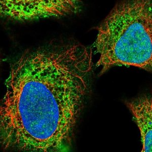 Anti-ITPR2 antibody produced in rabbit 