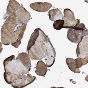 Anti-ITSN1 antibody produced in rabbit 