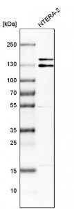 Anti-ITSN1 antibody produced in rabbit 