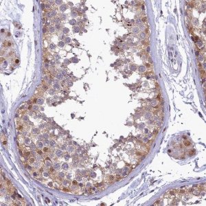 Anti-IZUMO2 antibody produced in rabbit 