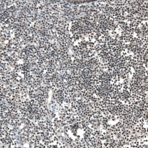 Anti-JADE2 antibody produced in rabbit 