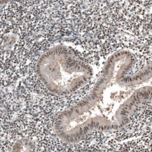 Anti-JADE2 antibody produced in rabbit 