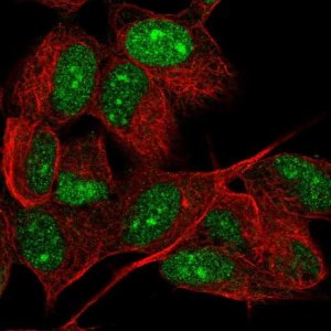 Anti-JADE3 antibody produced in rabbit HPA064697-100UL