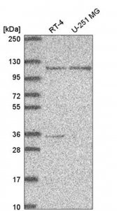 Anti-JADE3 antibody produced in rabbit HPA064697-100UL