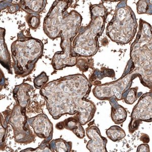 Anti-JAG2 antibody produced in rabbit 