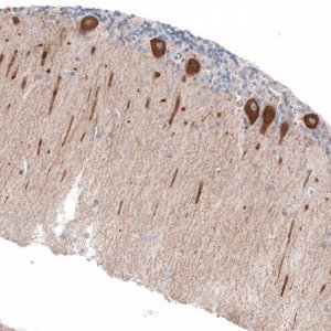 Anti-JAG2 antibody produced in rabbit 
