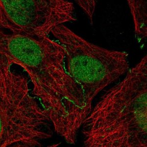 Anti-JAK2 antibody produced in rabbit HPA043870-100UL