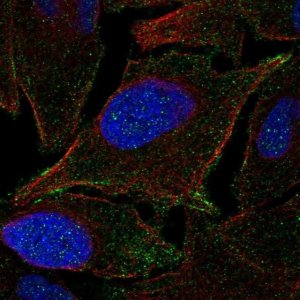 Anti-JAM2 antibody produced in rabbit 