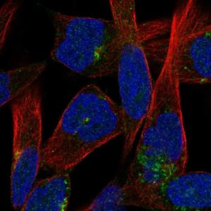 Anti-JAM3 antibody produced in rabbit HPA050434-100UL