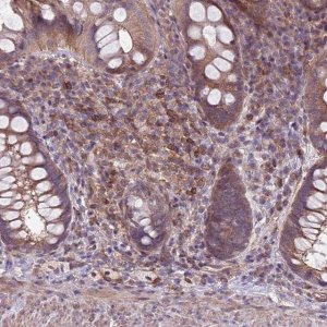 Anti-JAML antibody produced in rabbit 