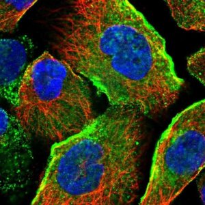 Anti-JMJD4 antibody produced in rabbit 