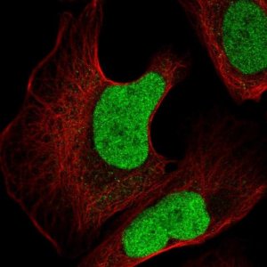 Anti-JUN antibody produced in rabbit 