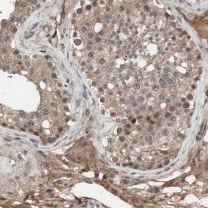 Anti-KANSL1 antibody produced in rabbit 