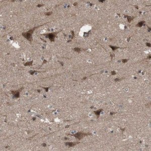 Anti-KANSL1 antibody produced in rabbit 
