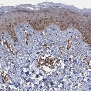 Anti-KANSL2 antibody produced in rabbit 