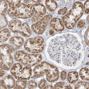 Anti-KANSL3 antibody produced in rabbit 
