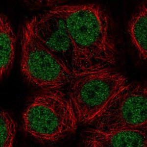 Anti-KAT8 antibody produced in rabbit 