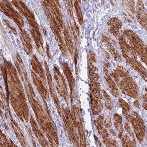 Anti-KBTBD3 antibody produced in rabbit 