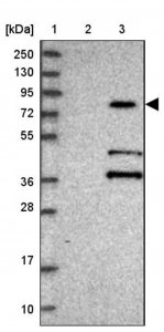 Anti-KBTBD7 antibody produced in rabbit 
