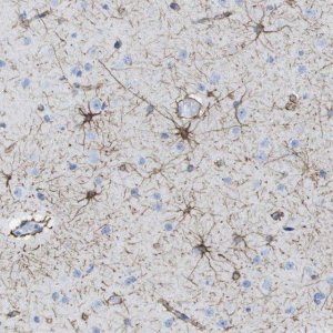 Anti-KCNA3 antibody produced in rabbit 