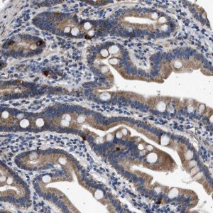 Anti-KCNA4 antibody produced in rabbit 
