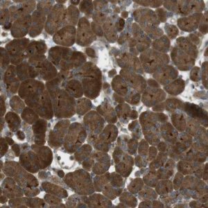 Anti-KCNA6 antibody produced in rabbit 