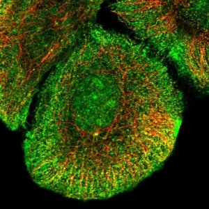 Anti-KCNB2 antibody produced in rabbit 