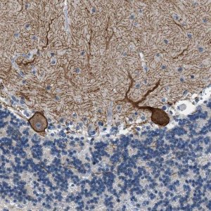 Anti-KCNC3 antibody produced in rabbit 