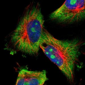 Anti-KCNC4 antibody produced in rabbit 