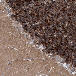 Anti-KCND2 antibody produced in rabbit 