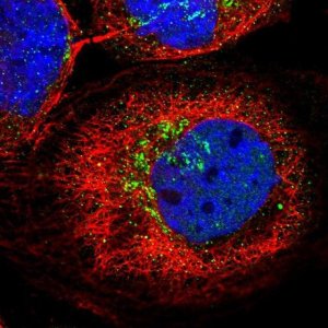 Anti-KCNF1 antibody produced in rabbit 