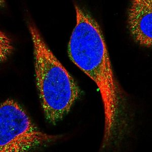 Anti-KCNG1 antibody produced in rabbit HPA039530-100UL