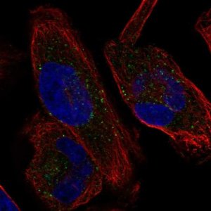 Anti-KCNH1 antibody produced in rabbit 