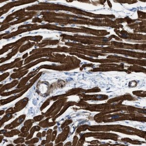 Anti-KCNH7 antibody produced in rabbit 