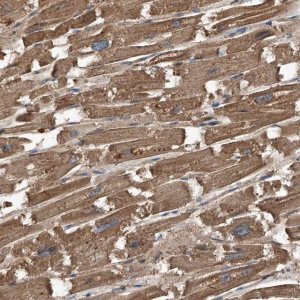 Anti-KCNJ2 antibody produced in rabbit 