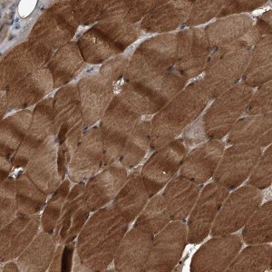Anti-KCNJ2 antibody produced in rabbit 