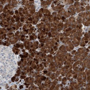 Anti-KCNK10 antibody produced in rabbit 