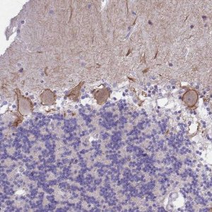 Anti-KCNMA1 antibody produced in rabbit 