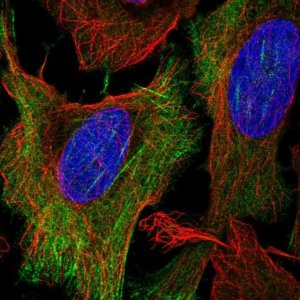 Anti-KCNN1 antibody produced in rabbit 